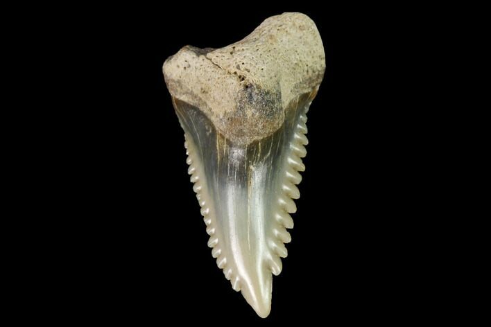 Snaggletooth Shark (Hemipristis) Tooth - Aurora, NC #143893